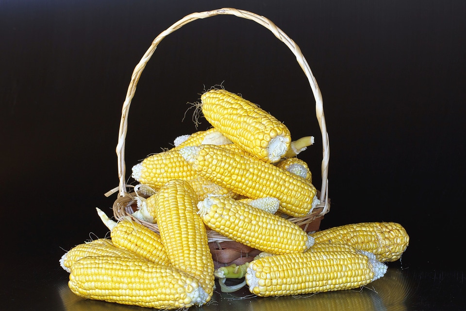 Basket beautiful photo corn