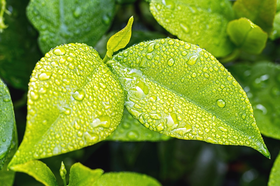Beautiful Photo dew drop