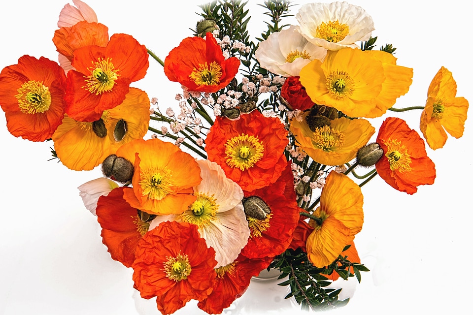 Arrangement blossom bouquet