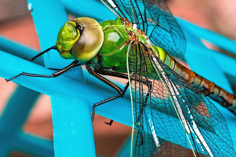 Animal arthropod bug