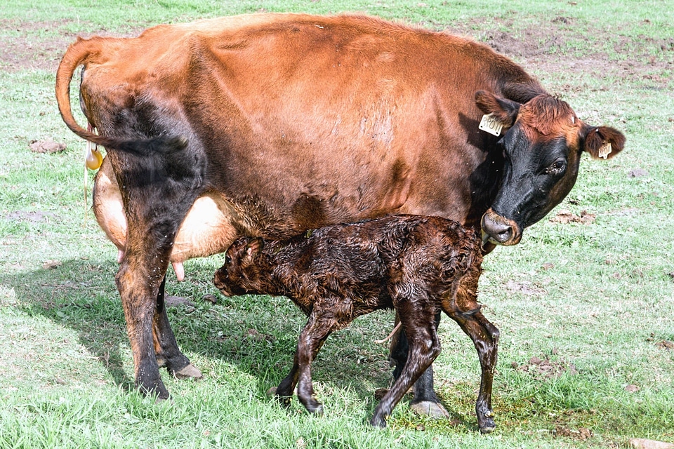 Animal beef bovine