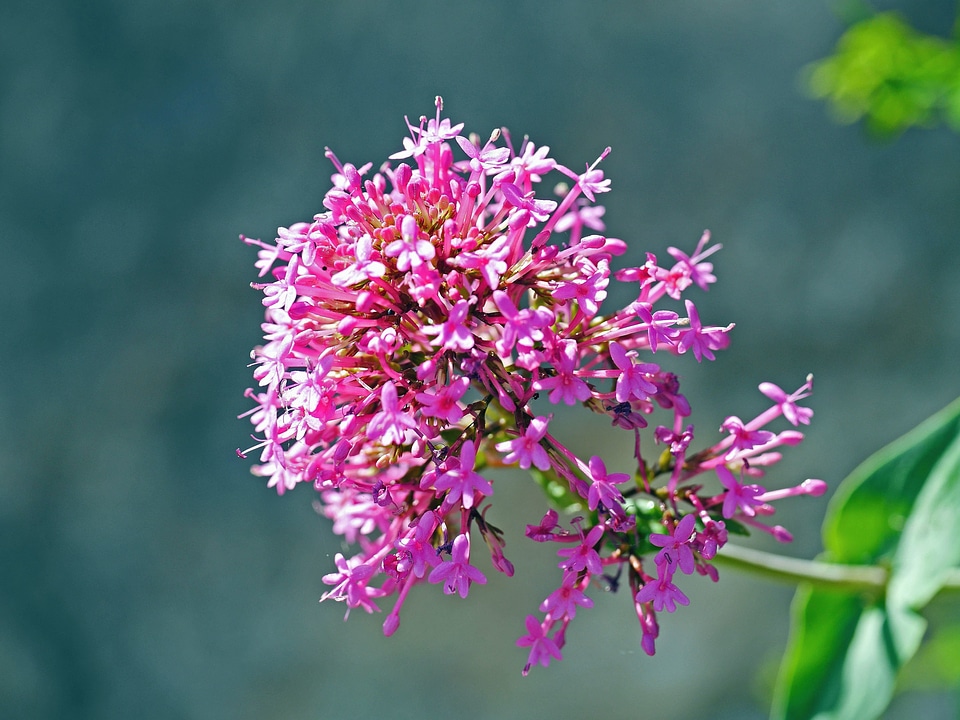 Bloom blossom flora