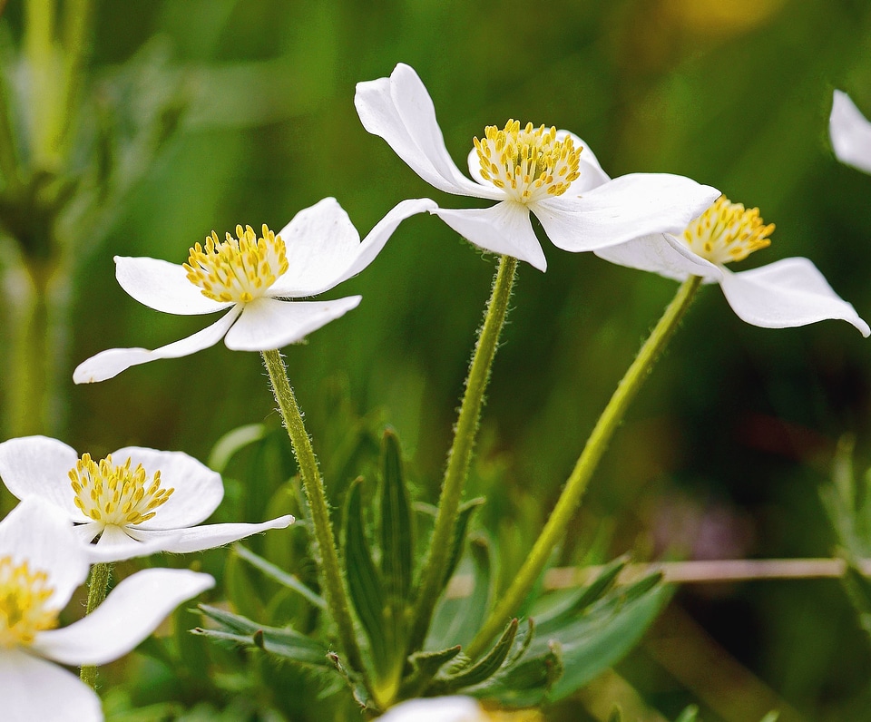 Bloom blossom botany