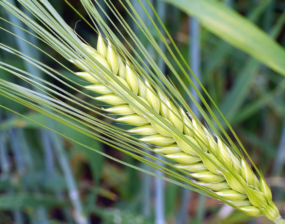 Agriculture beautiful photo botany