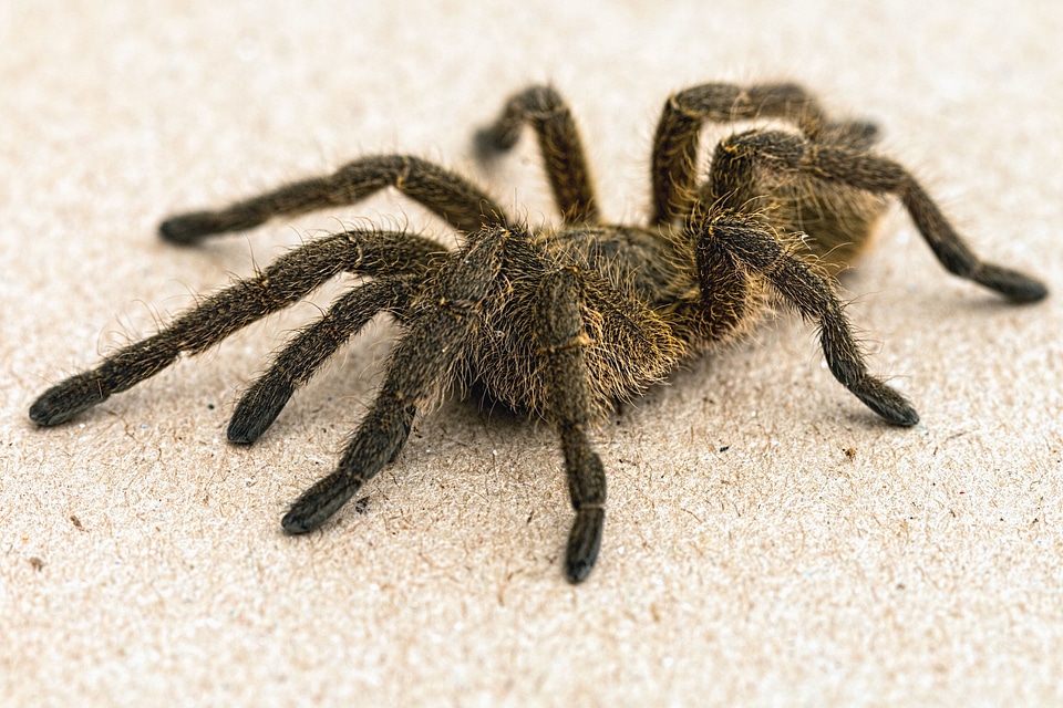Arthropod invertebrate spider