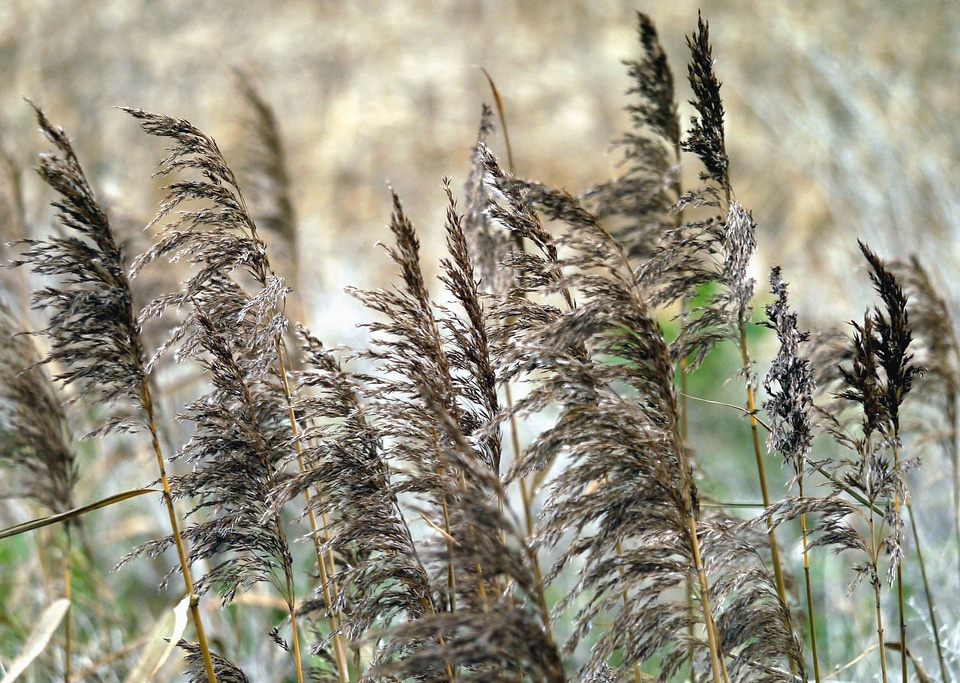 Field flora grass