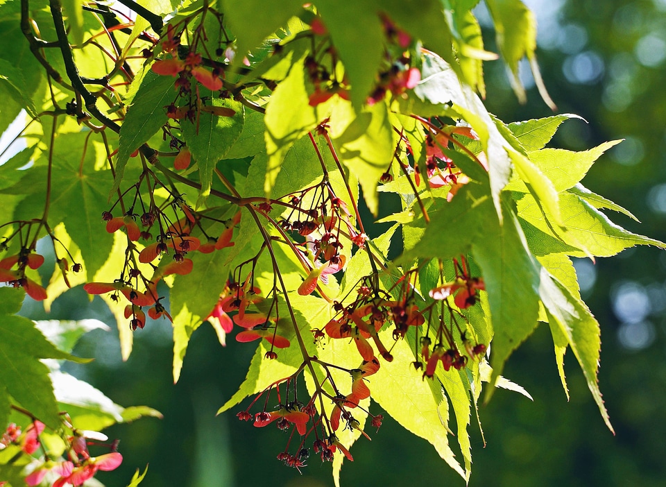 Branch forest leaf