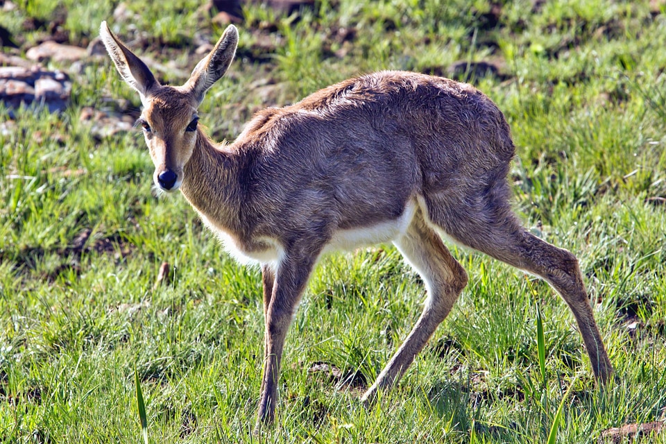 Animal beautiful photo deer