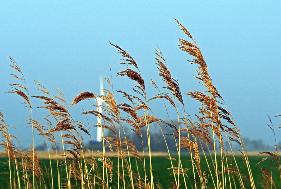 Agriculture field flora
