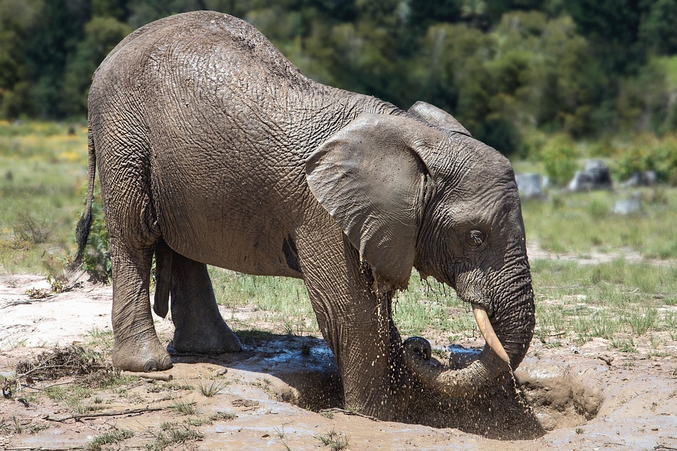 Africa animal beautiful photo