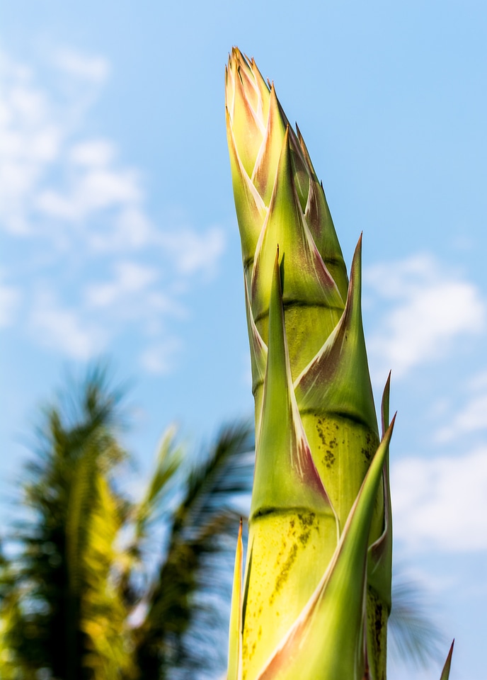 Agave root agave flower agave