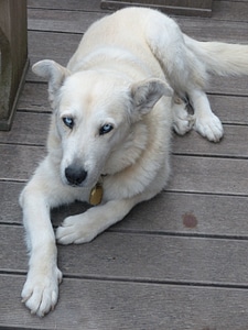 Husky mongrel hybrid husky