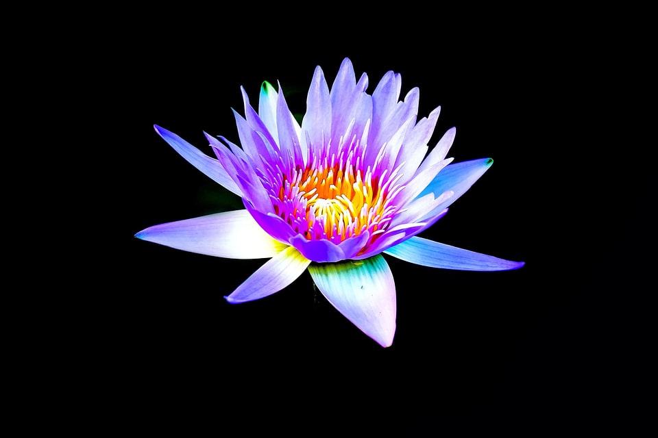 Blossom flora flower