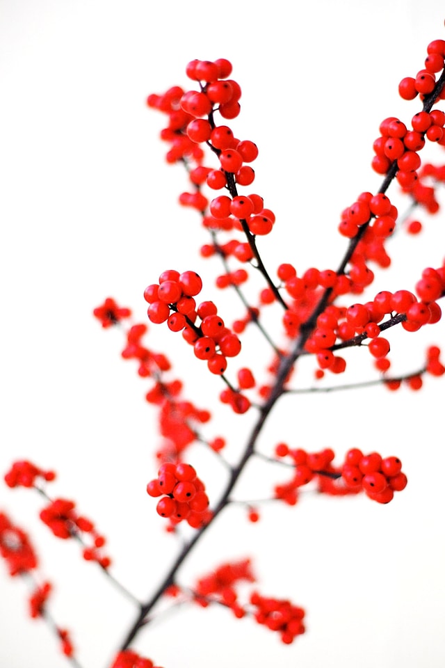 Berries berry branch