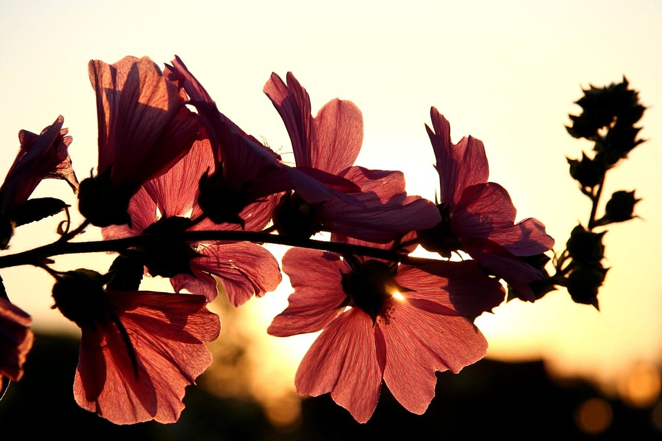 Blossom dusk flora
