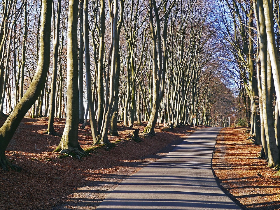 Asphalt forest leaf