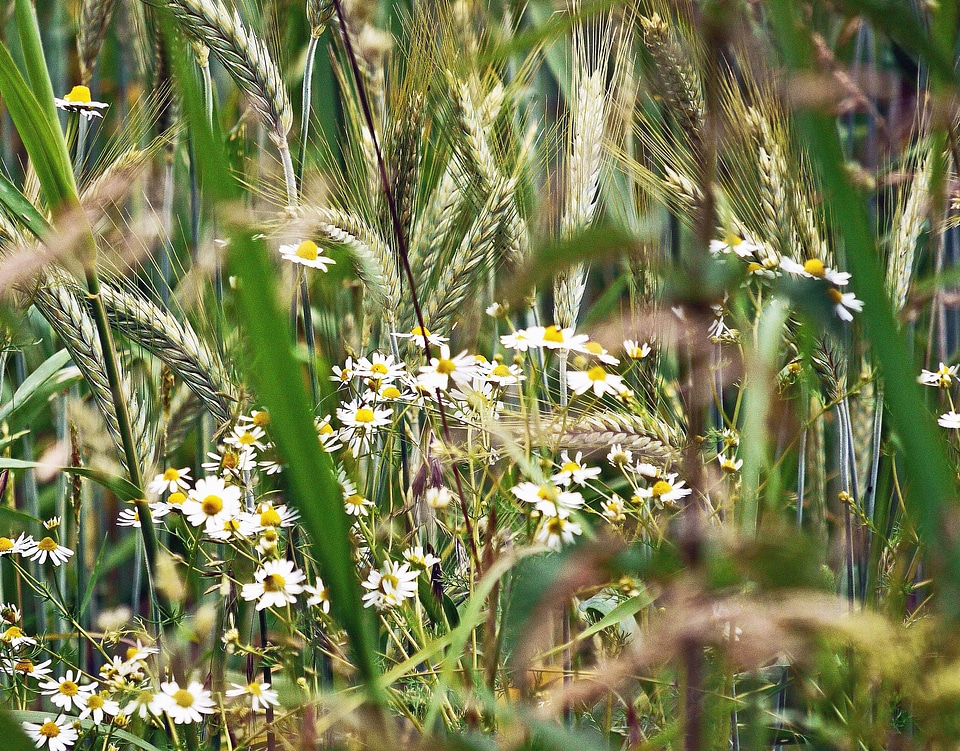 Agriculture blossom farm