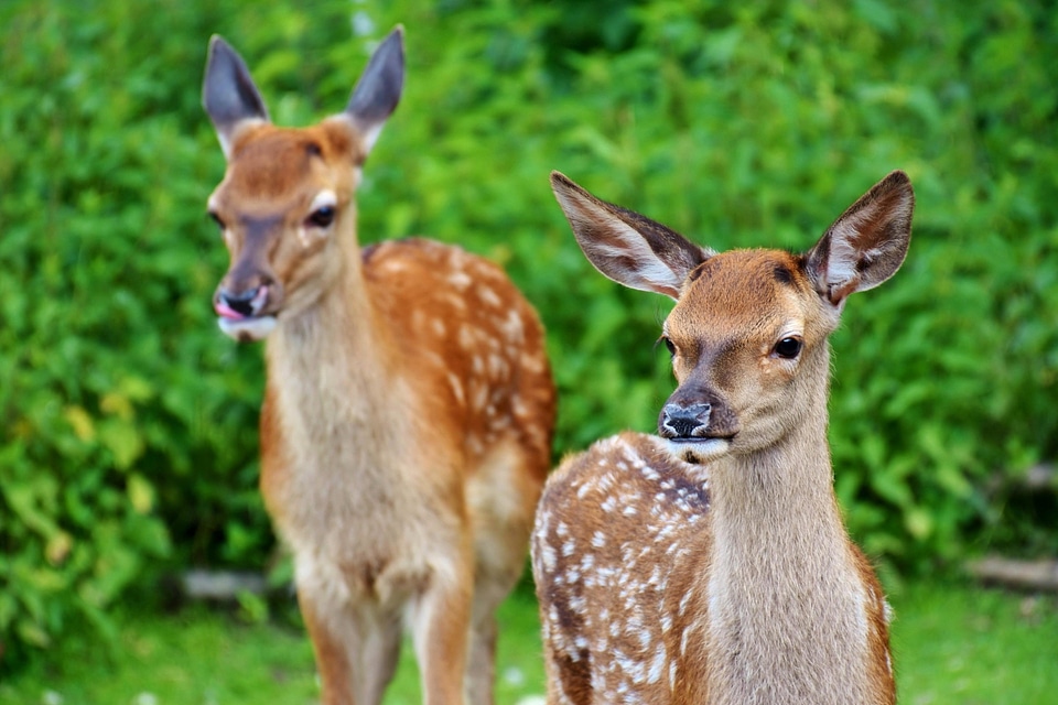 Animal beautiful photo brown