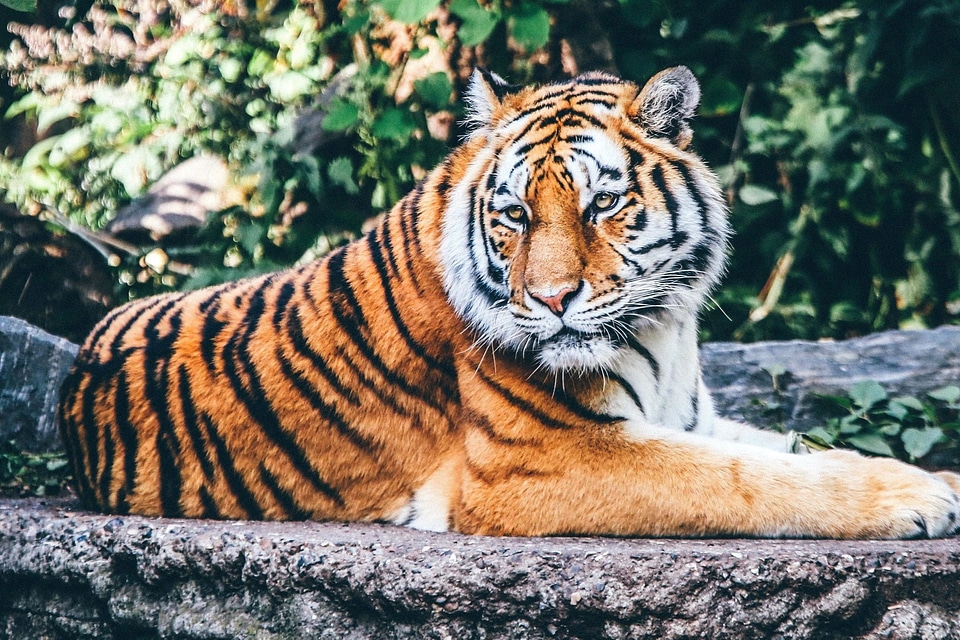 Animal beautiful photo carnivore