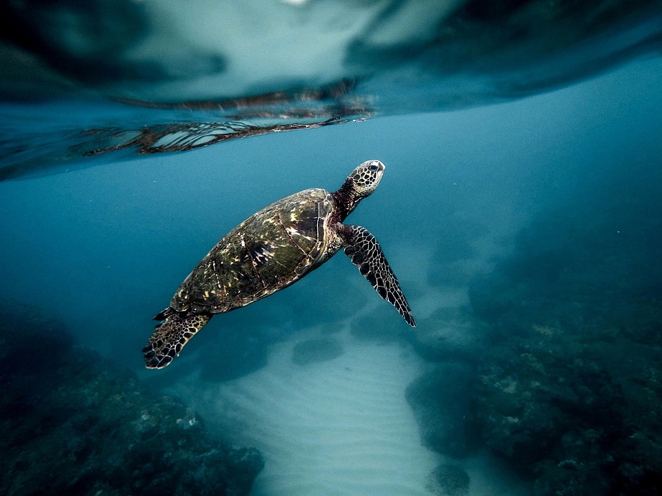 Animal Caretta caretta fauna