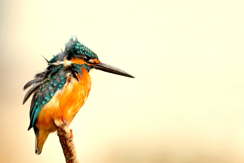 Animal beautiful photo bird