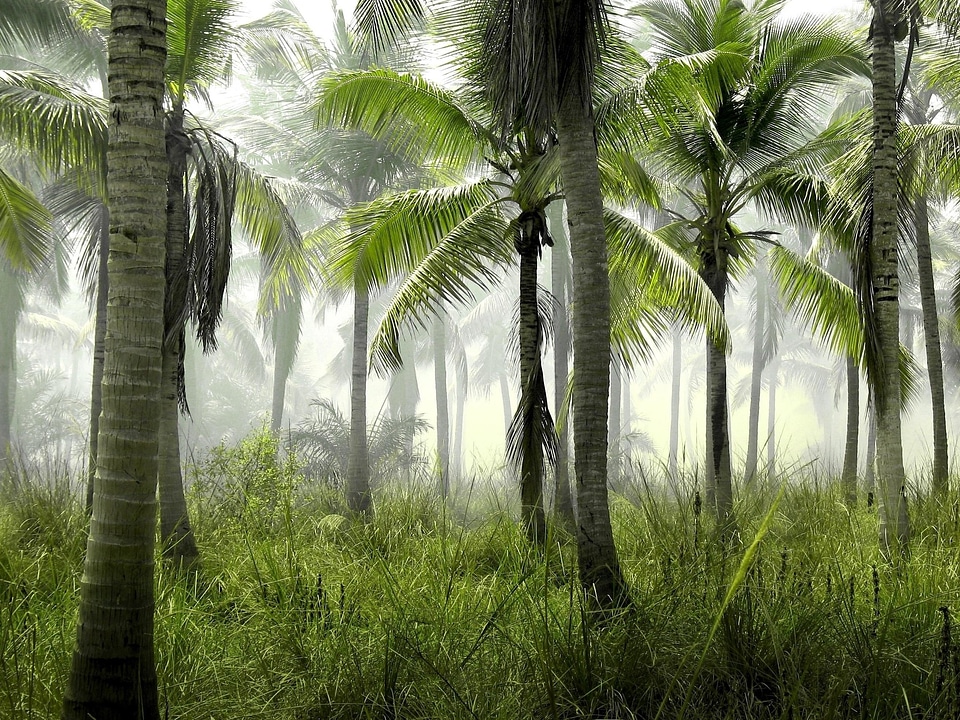 Beautiful Photo coconut dark green