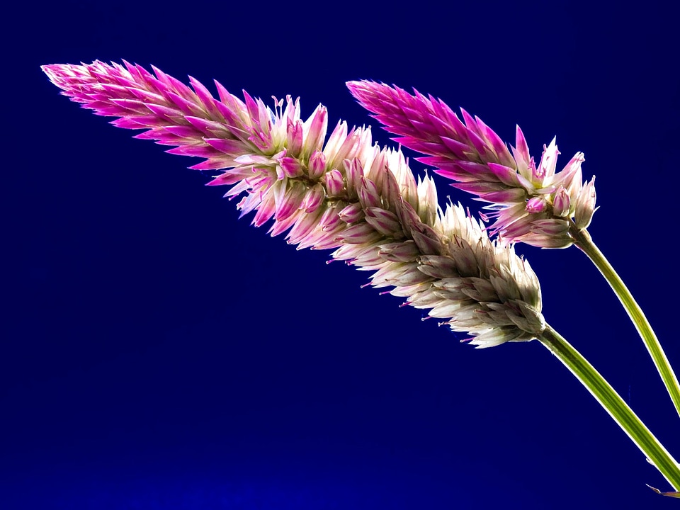 Beautiful Photo color design