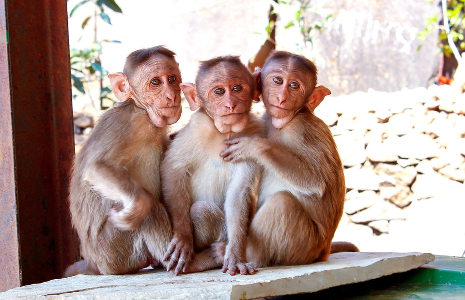 Animal fauna monkey