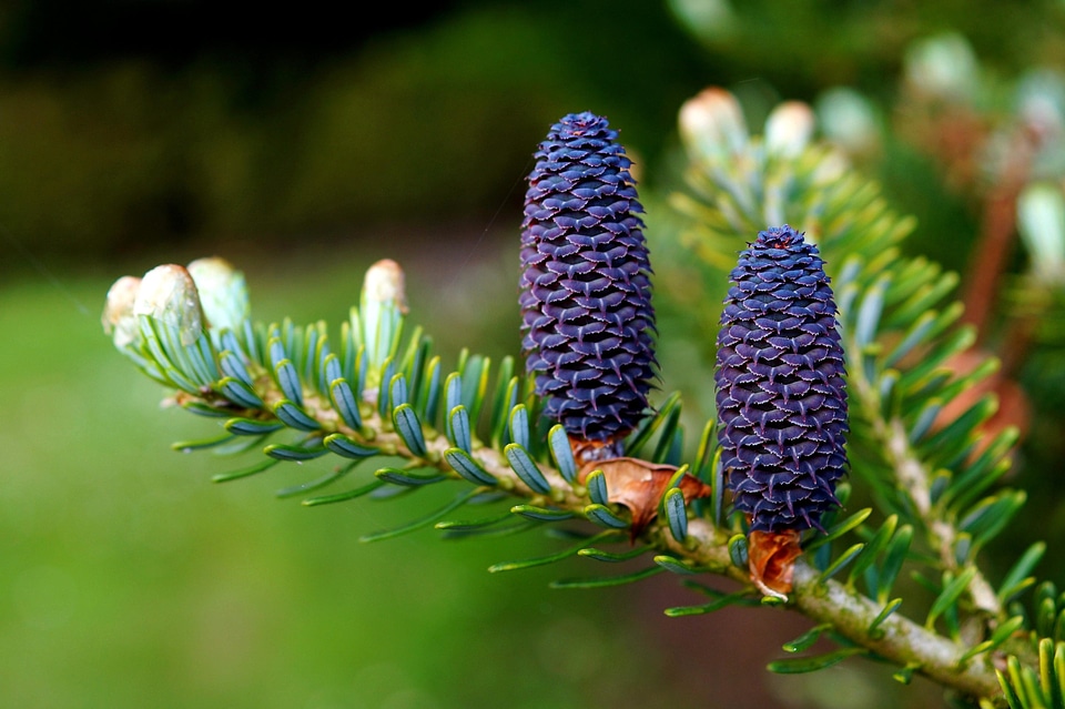 Beautiful Photo branches conifer
