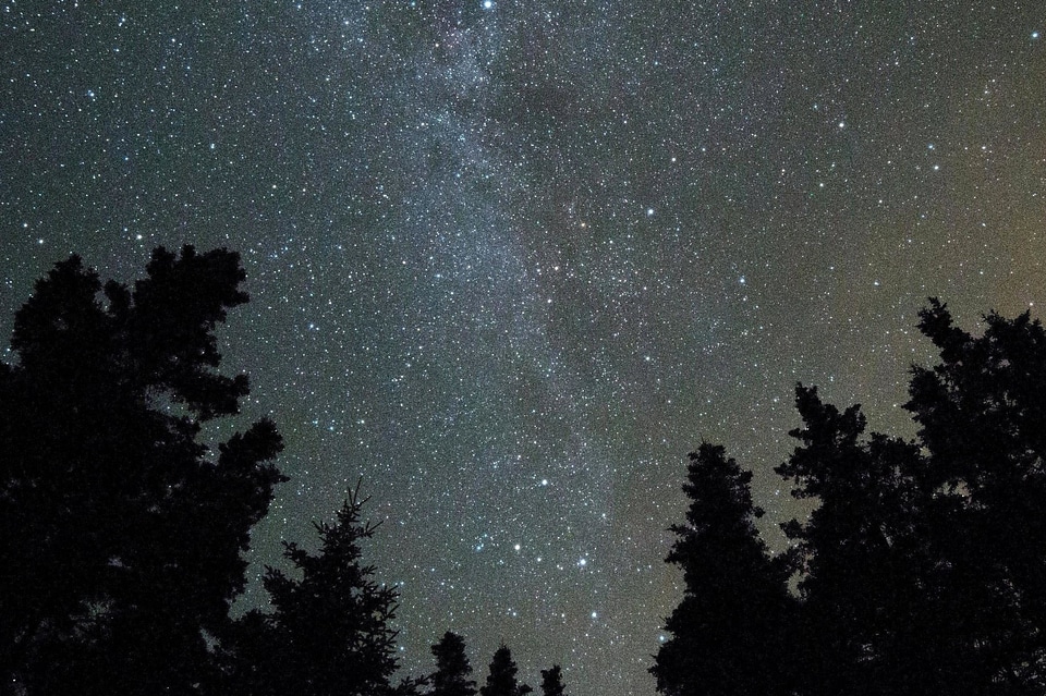 Dark forest landscape photo