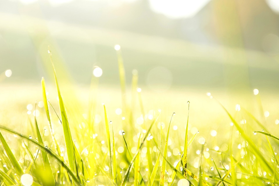 Flora grass grass plants