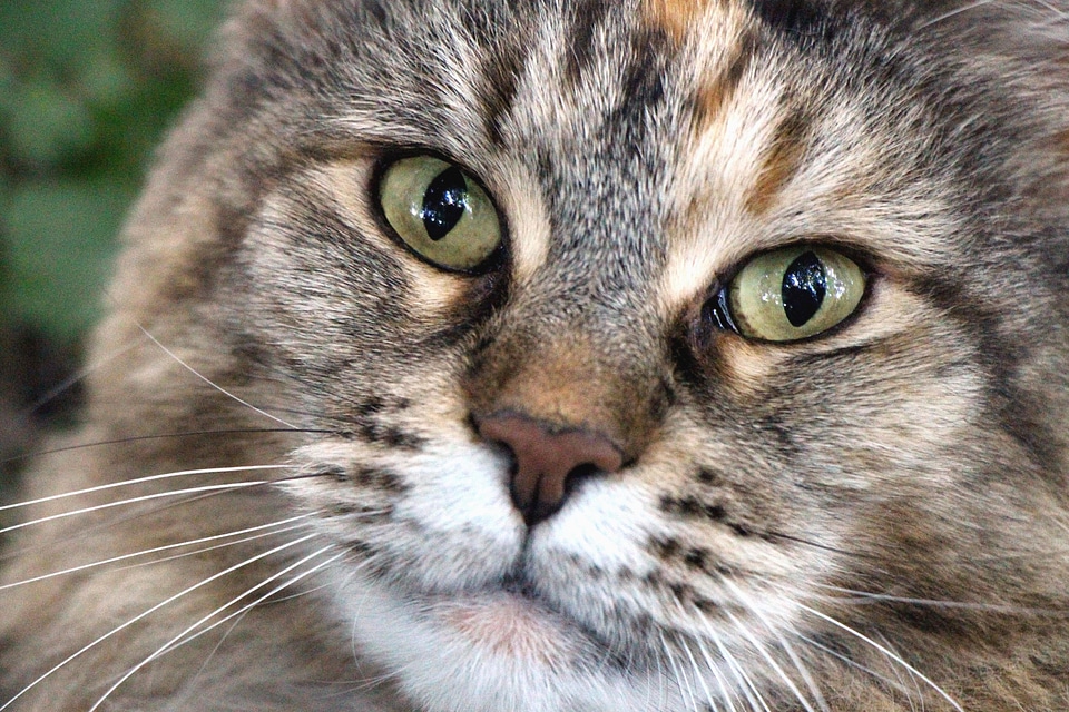 Animal beautiful photo cat