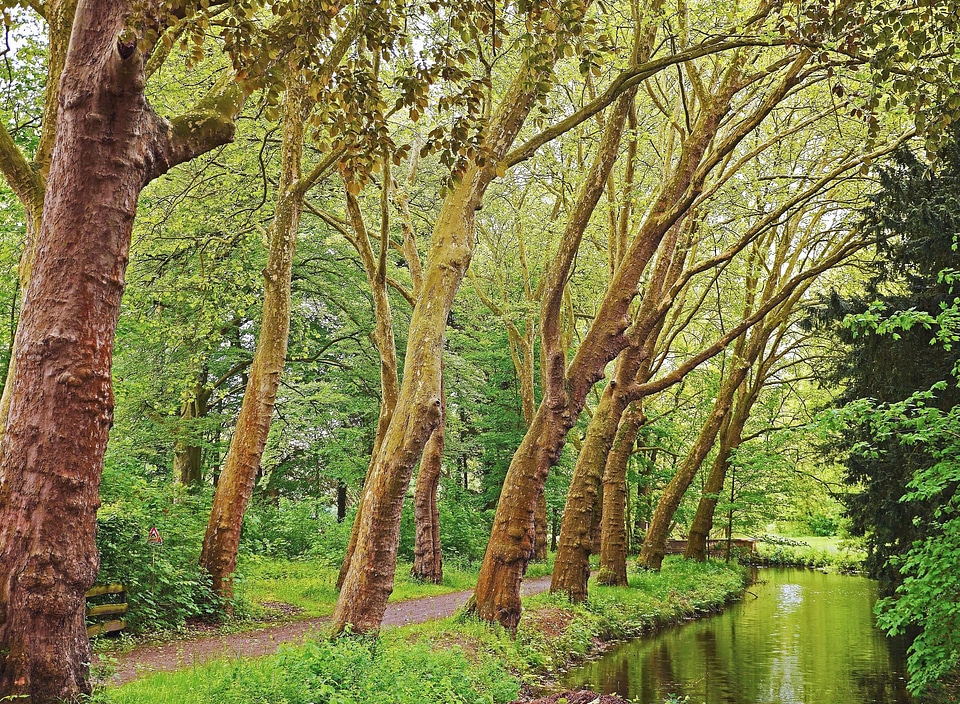 Bark beautiful photo flora