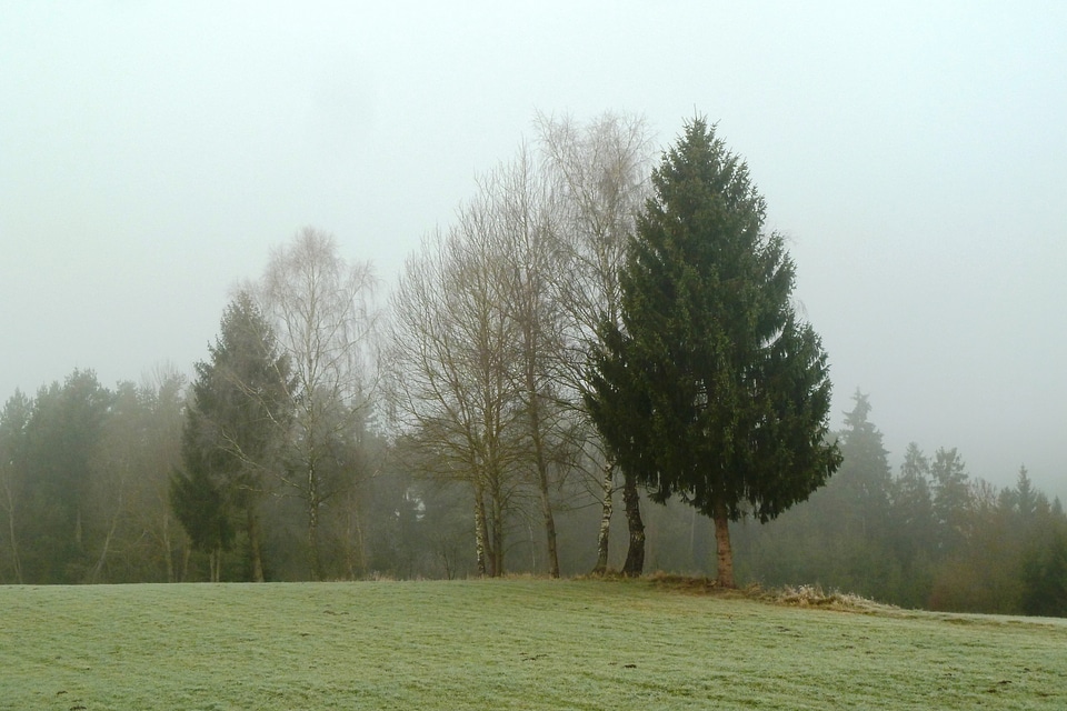 Grove of trees fog day landscape
