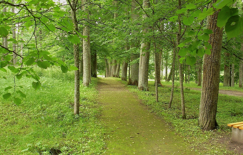 Woods park walkway photo