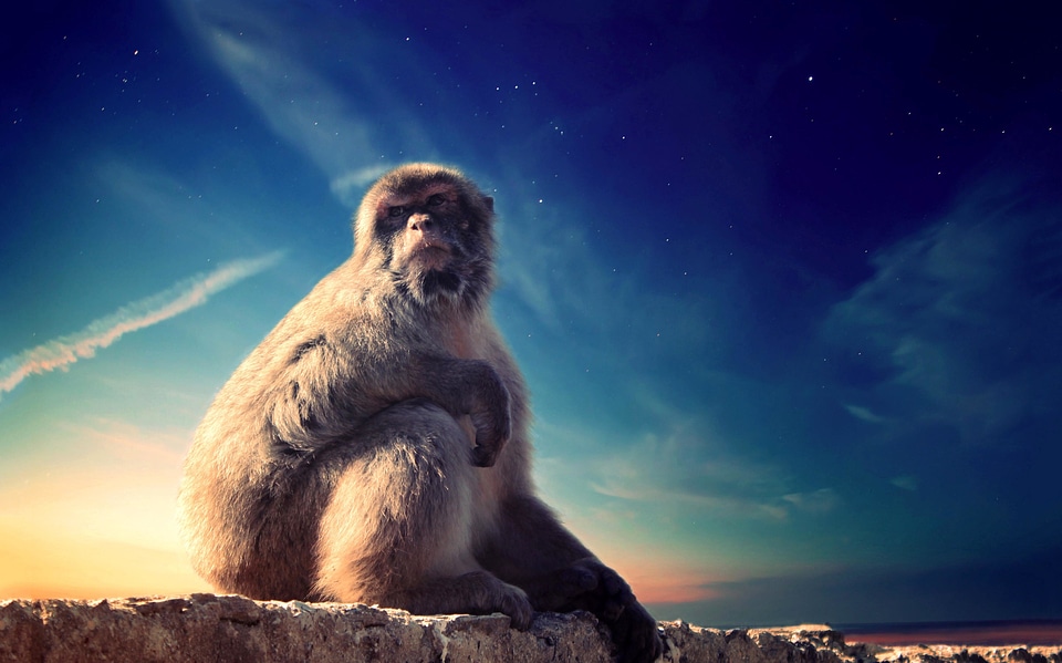 Animal baboon beautiful photo