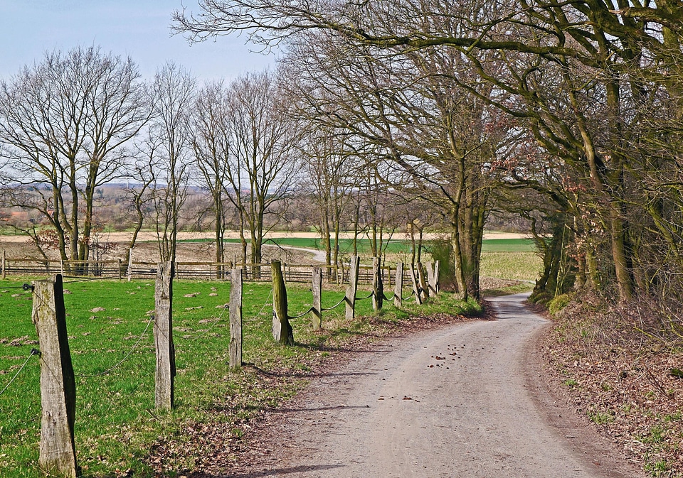 Field flora forest