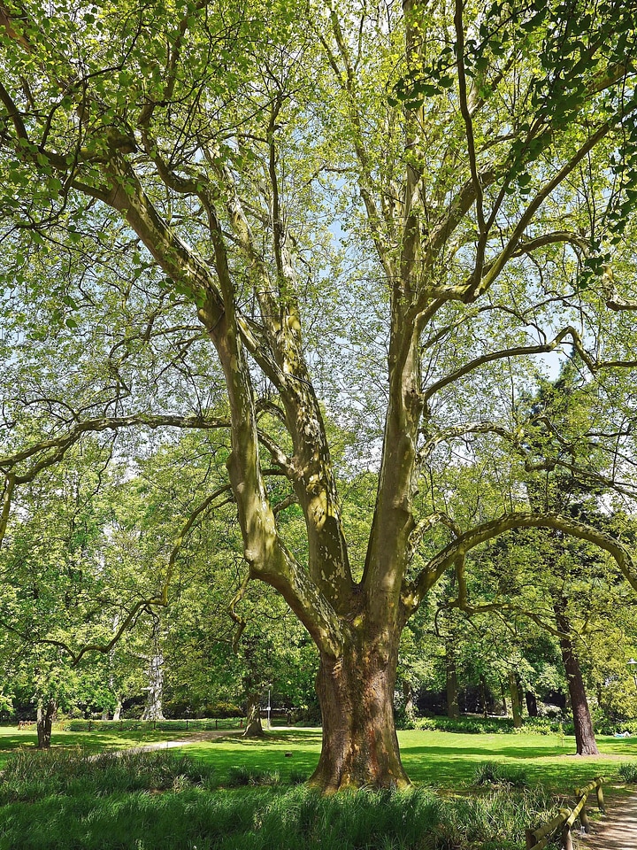 Bark flora foliage