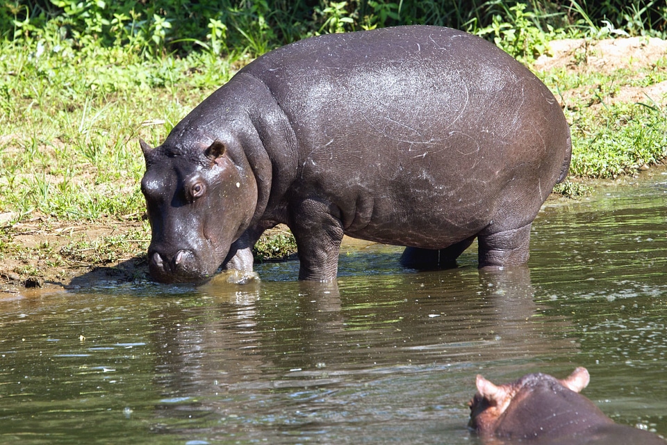 Animal animals fauna