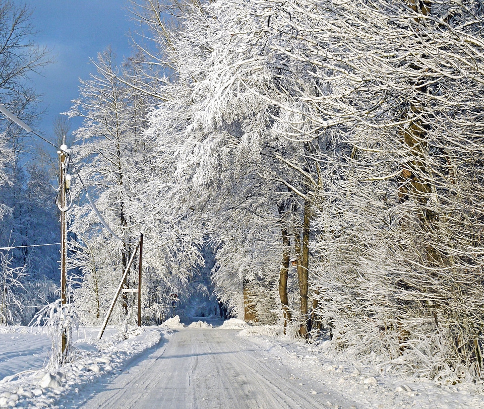 Cold crystal forest photo