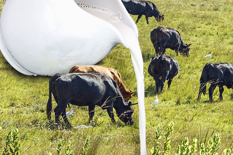 Animal beef cattle