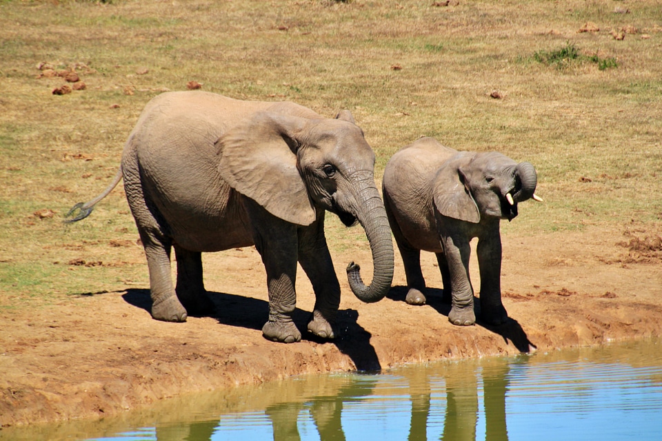 Africa safari national park