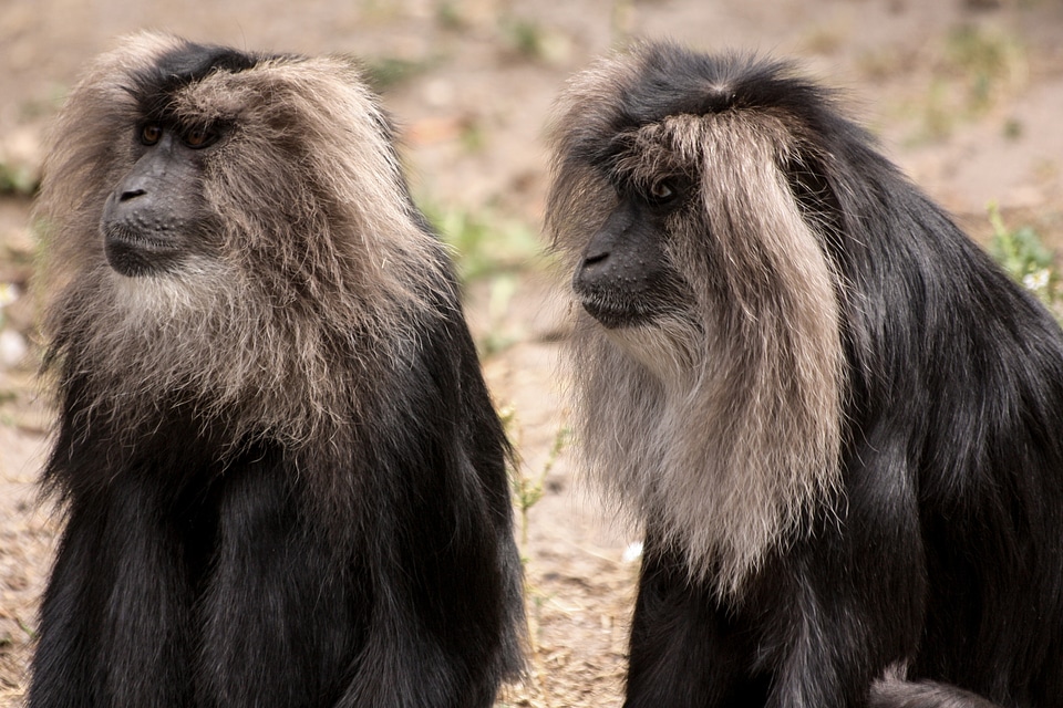 Animals ape zoo