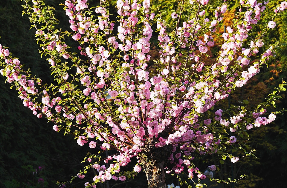 Blossom flora flower