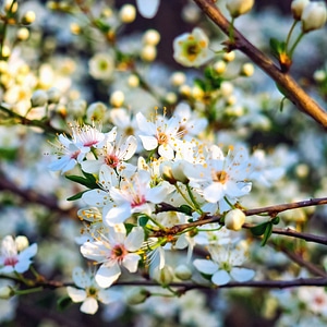 Botany branch fruit
