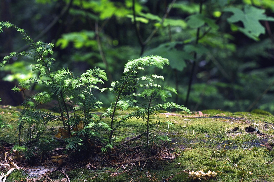 Environment forest garden