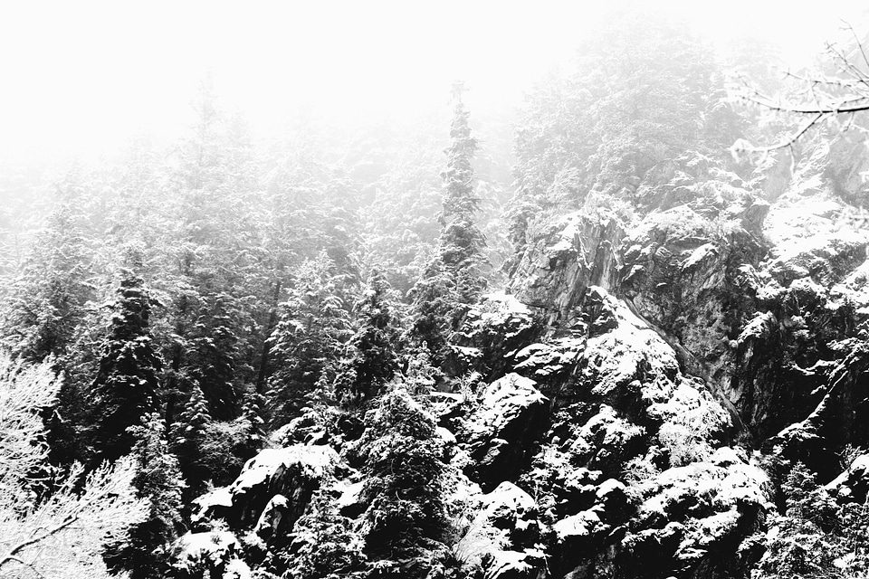 Cold environment forest photo