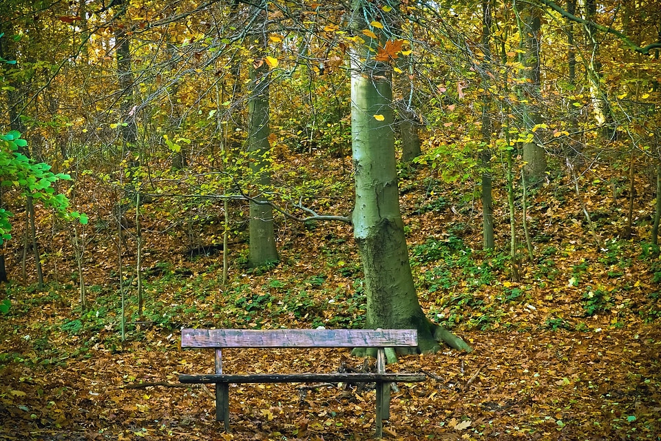 Bench flora forest