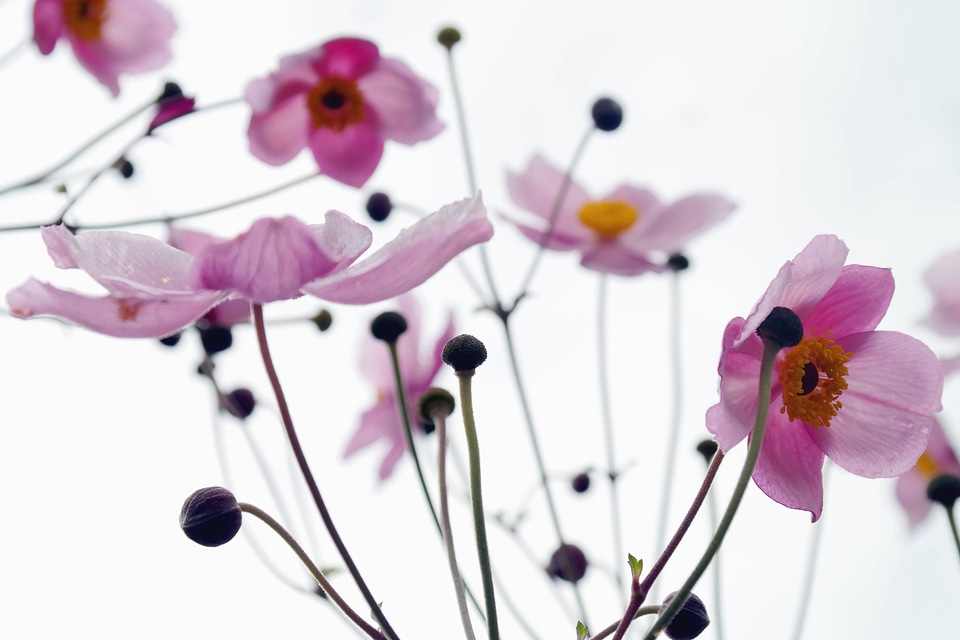 Beautiful Photo blooming blossom