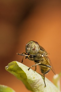 Madagascar insect nature